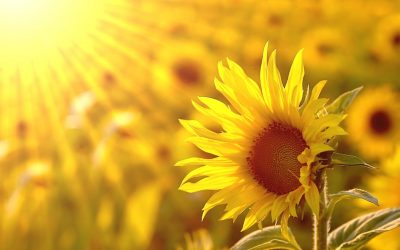 What Does After Abortion Healing Look Like?